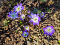 /album/rarity-a-novinky-2026-predjari/hepatica-nobilis-zilacite-jpg/